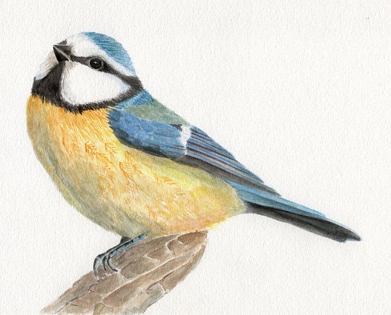 Blaumeise (Foto: Anja Meuthen) Blaumeise (Foto: Anja Meuthen)