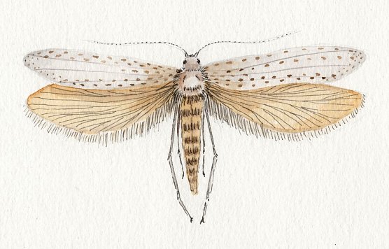 Motte (Foto: Anja Meuthen) Motte (Foto: Anja Meuthen)