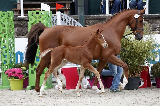 Teuerstes Fohlen (Foto: Stefan Lafrentz) Teuerstes Fohlen (Foto: Stefan Lafrentz)