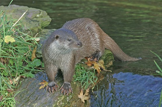 Fischotter geh&ouml;ren nicht ins Jagdgesetz (Foto: NABU M. Wolta)