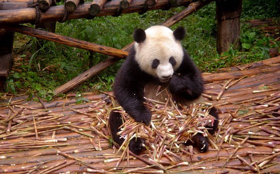 Panda (Foto: Stiftung f&uuml;r B&auml;ren)