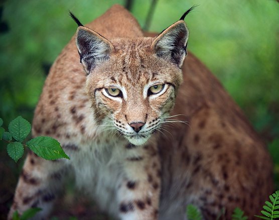 Der Luchs (Foto: Leo/fokus-natur.de,)