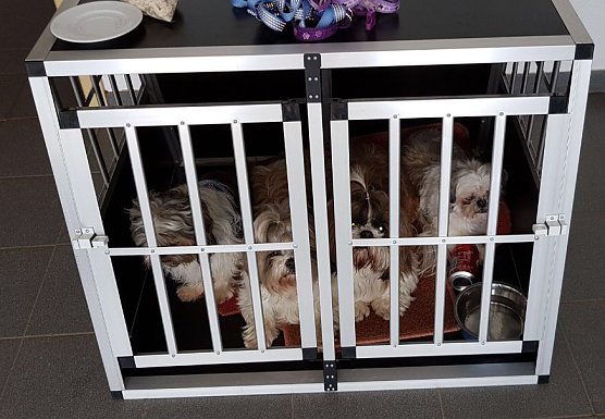 Hunde vom Unfall (Foto: Polizei) Hunde vom Unfall (Foto: Polizei)