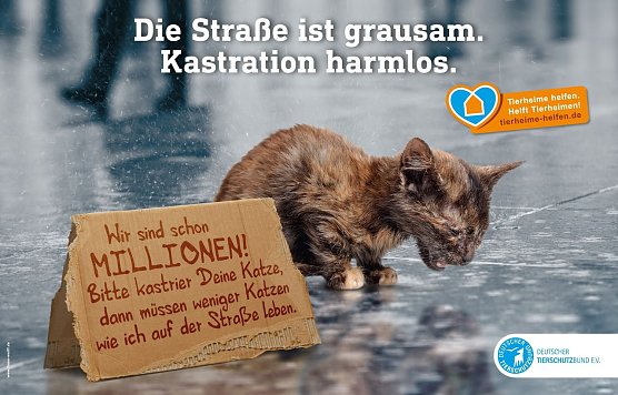 Der Deutsche Tierschutzbund macht mit seiner Kampagne auf das Leid der Stra&szlig;enkatzen in Deutschland aufmerksam. (Foto: Tierschutzbund Deutschland)