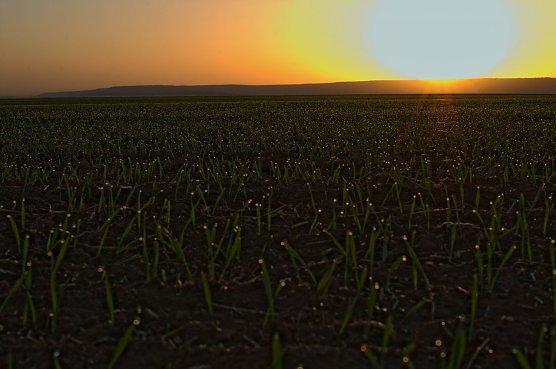 Auf jeden Halm ein Tropfen (Foto: A. Huke)