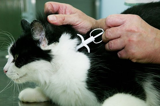 Katze wird gechipt (Foto: Volker Dornberger ) Katze wird gechipt (Foto: Volker Dornberger )