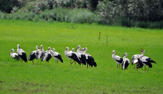 Top Storchenjahr in Th&uuml;ringen (Foto: NABU/ Schmidt)