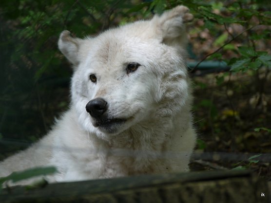 Wolf im B&auml;renpark (Foto: Ilka K&uuml;hn)