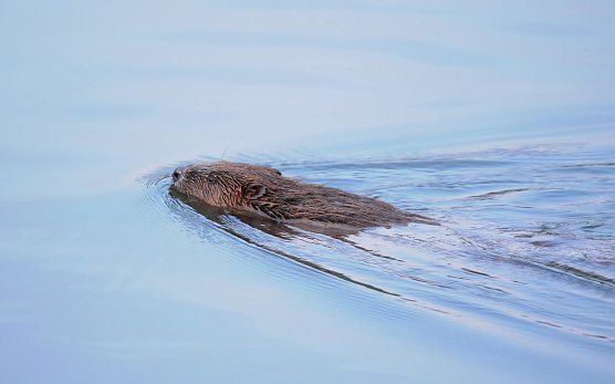 Seit 10 Jahren wieder in Th&uuml;ringen - der Biber (Foto: Siegfried Klaus)