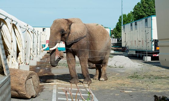 Elefant im Zirkus Krone (Foto: Tierschutzbund M. Martens) Elefant im Zirkus Krone (Foto: Tierschutzbund M. Martens)