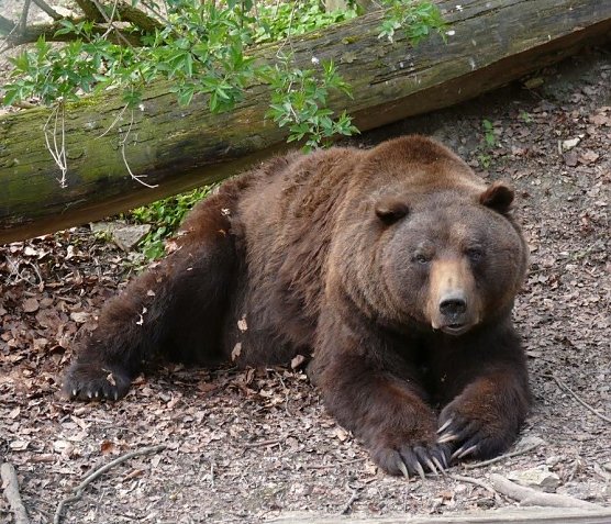 Bär Max im Herbstlaub (Foto: Bärenpark) Bär Max im Herbstlaub (Foto: Bärenpark)