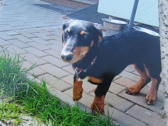 Dackel (Foto: Karin Ziegler)