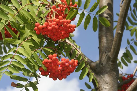Herbstzeit ist Pflanzzeit - der NABU gibt die passenden Tipps (Foto: Helge May) Herbstzeit ist Pflanzzeit - der NABU gibt die passenden Tipps (Foto: Helge May)