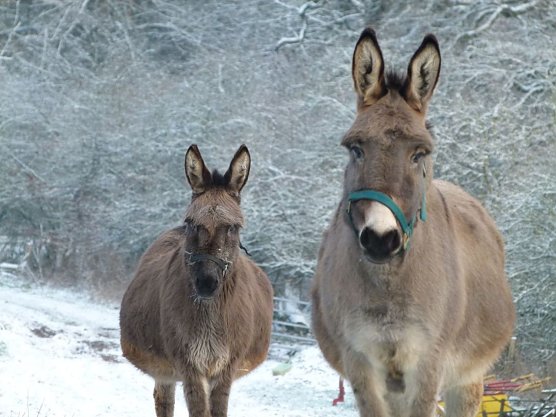 Animal Trekking (Foto: Heinz Sielmann Stiftung) Animal Trekking (Foto: Heinz Sielmann Stiftung)