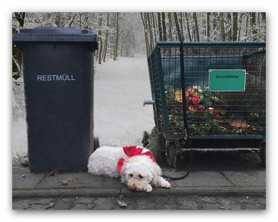 Tiere sind keine Weihnachtsgeschenke (Foto: Deutscher Tierschutzbund)