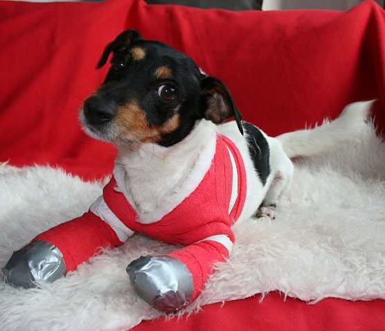 "Pelle" bekam Hilfe (Foto: Tierschutzbund Deutschland)