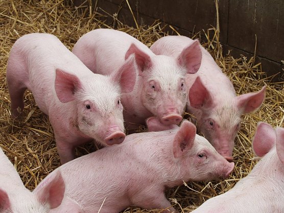 Ferkelkastration ohne Bet&auml;ubung (Foto: Tierschutzbund)