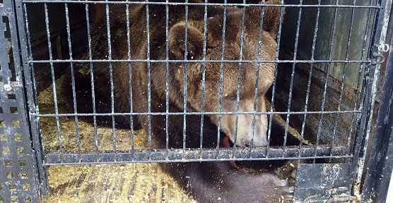 Pedro wartet auf seine Rettung (Foto: Srtiftung für Bären Leinefelde-Worbis) Pedro wartet auf seine Rettung (Foto: Srtiftung für Bären Leinefelde-Worbis)