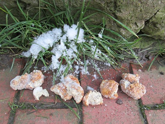 präparierte Fleischstücke (Foto: Karin Ziegler) präparierte Fleischstücke (Foto: Karin Ziegler)