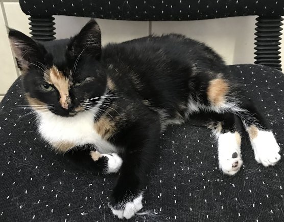 Katze gefunden (Foto: Karin Ziegler)