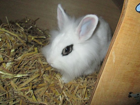 Hase (Foto: Karin Ziegler)