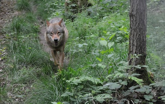 Wolf (Foto: Deutscher Tierschutzbund) Wolf (Foto: Deutscher Tierschutzbund)