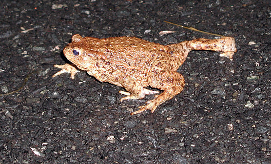 Kr&ouml;te auf Wanderschaft - Allj&auml;hrlich sterben mehrere tausend Amphibien den Stra&szlig;entod (Foto: T. Beuster)