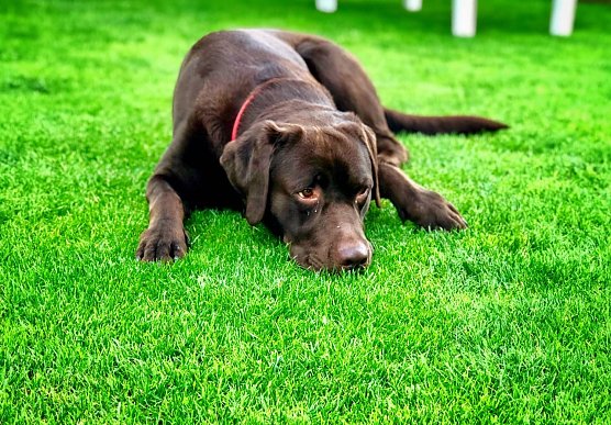 Mailo (Foto: René Weißbach) Mailo (Foto: René Weißbach)