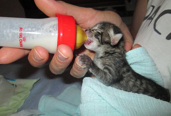 Trinkende Katze (Foto: Karin Ziegler)