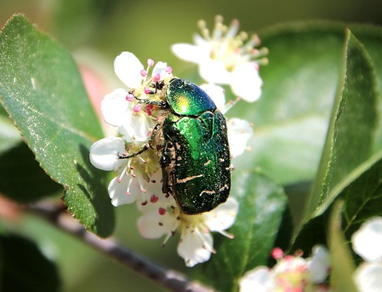 Rosenk&auml;fer (Foto: Joachim Retzek)
