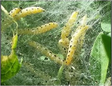 Gespinstmotte (Foto: Joachim Retzek)