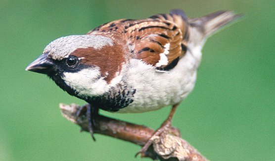 Haussperling (Foto: M. Delpho)