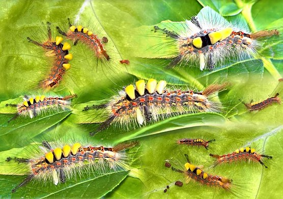 Raupe des Schlehenbürstenspinner (Foto: Joachim Retzek) Raupe des Schlehenbürstenspinner (Foto: Joachim Retzek)