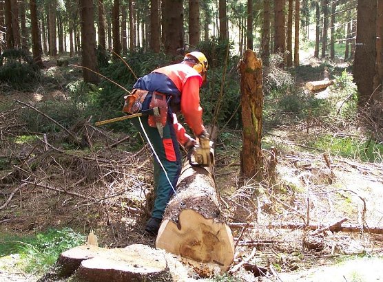 auch im Freistaat nimmt die Fl&auml;che produktiver W&auml;lder stetig ab (Foto: Dr. Spro&szlig;mann)