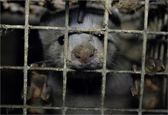 Nerz auf einer Pelztierfarm im engen Gitterk&auml;fig (Foto: Tierschutzbund)