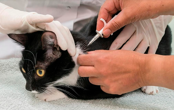 Katze erhält Chip (Foto: Tierschutzbund) Katze erhält Chip (Foto: Tierschutzbund)