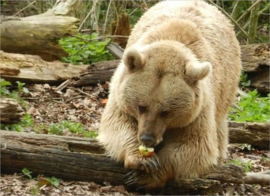 Emma (Foto: Bärenpark) Emma (Foto: Bärenpark)