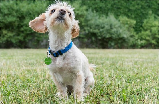 Hund mit Plakette (Foto: Deutscher Tierschutzbund)
