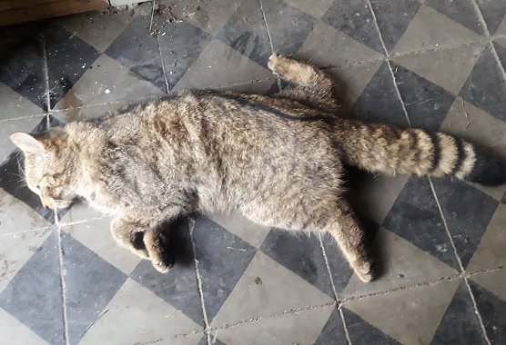 Tote Wildkatze (Foto: NABU Th&uuml;ringen)