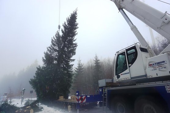 70 Jahre alte Fichte gef&auml;llt (Foto: Dr. Horst Spro&szlig;mann)
