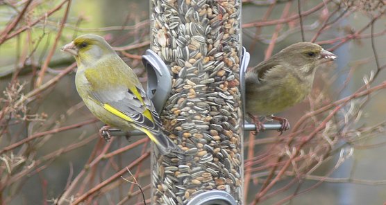 NABU Tipps zur Winterfütterung (Foto: NABU/Ingo Ludwichowski) NABU Tipps zur Winterfütterung (Foto: NABU/Ingo Ludwichowski)