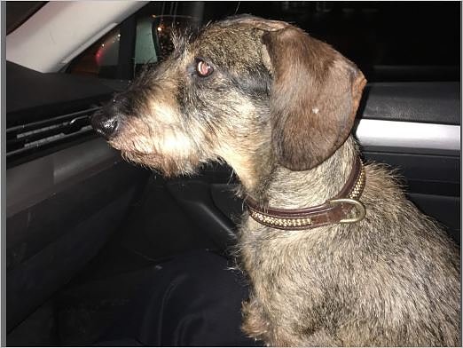 Dackel (Foto: Polizei G&ouml;ttingen)