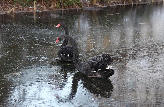 Schw&auml;ne (Foto: Feuerwehr Heiligenstadt)