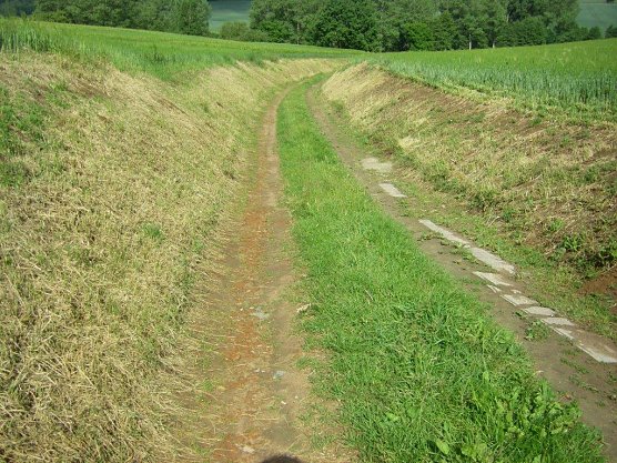Feldrandhygiene - Leben oder Sterben? (Foto: Wilhelm Roth)