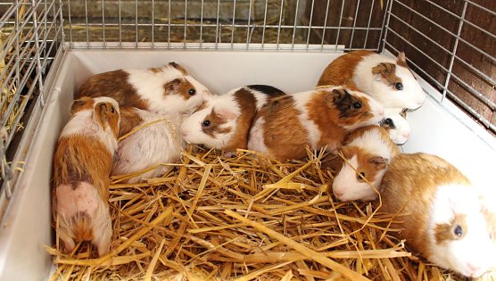 Krankhaftes Sammeln von Tieren (Foto: Tierschutzbund Deutschland)