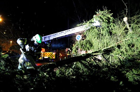 Tanne (Foto: Feuerwehr Heiligenstadt) Tanne (Foto: Feuerwehr Heiligenstadt)