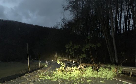 Baum umgefallen (Foto: Privat)