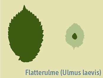 Blattprofil der Flatterulme (Foto: Schutzgemeinsacht Deutscher Wald)