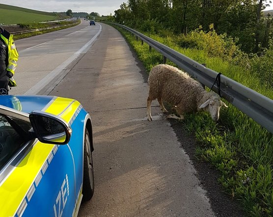 Schaf auf der Autobahn (Foto: Polizei G&ouml;ttingen)