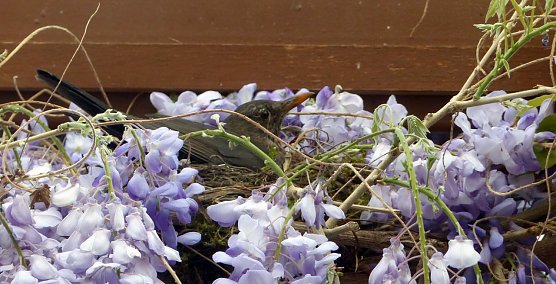 Untermieter im nnz-Quartier (Foto: nnz)